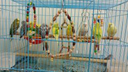 Big Bird Cage with 6 pair birds, nest, swings & bird accessories