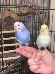 2 young budgies