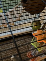 Two budgie parakeets + cage and supplies