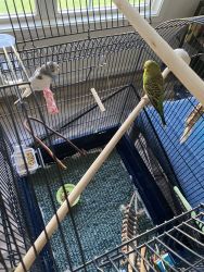 Two lovely female Budgies need new home