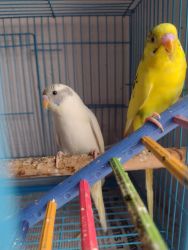 A Cute pair of Budgie with cage is available for for sell