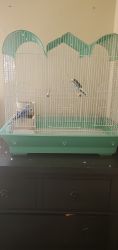 2 Budgies male and female, big cages, branches, nest, and branches