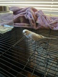 Tamed Budgie