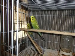 BUDGERIGAR, OLIVE COCK, 2018 BIRD