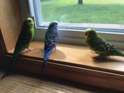 3 budgies, cage, and accessories