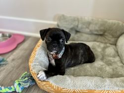 Boston Terrier Pug Mix puppy for sale