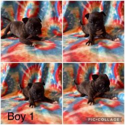 Bugg puppies ready 6/10/22