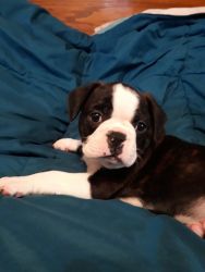 2 BOSTON terrier pug mix puppies left one male 1 female