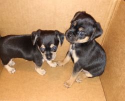 Two female puppies