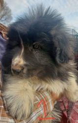 Karakachan Puppies for sale LGD(livestock guardian dog)
