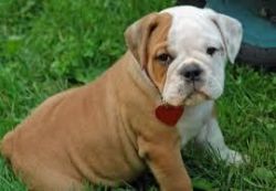Gorgeous KC registrable Bulldog puppies