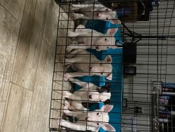 Bull terriers pups 3 males and 2 female