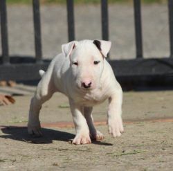 Bull terrier puppies available now.