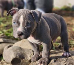 Blue Pitbull Terrier