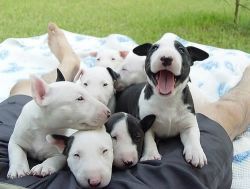 Bull Terrier Puppies for sale