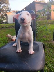 Bull Terriers Puppies For Sale
