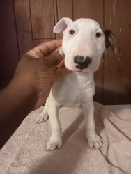 Bull Terriers Puppies