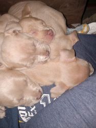 Pitbull terrier puppies. 6 weeks