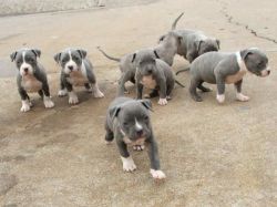 healthy and fun Bull Terrier puppies.