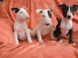 Champion Sired Bull Terrier Puppies