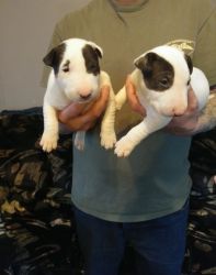 Male and Female Bull Terrier puppies