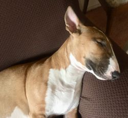 English Bull Terrier Pup for Sale