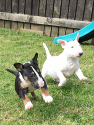 Both English Bull Terrier Puppies( $1000)