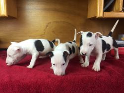 AKC Registered Bull Terrier Puppies - For Sale