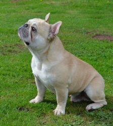 Stunning Quality Fawn Pied French Bulldog Puppies