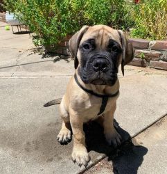 Two Healthy Bullmastiff Puppies For Re-homing