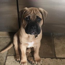 Bullmastiff Puppies ready for new homes