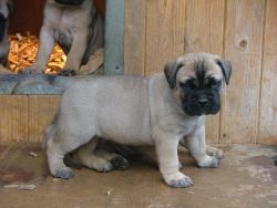 Full Breed English Bullmastiff Puppies For Sale