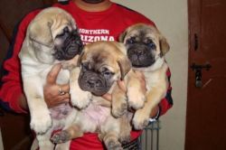 Stunning Presa Bullmastiff Puppies
