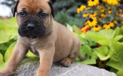 Lino,Cute Bullmastiff puppies available
