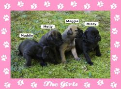Beautiful Bullmastiff puppies available