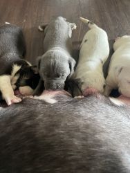 Bully pups for sale