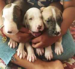 Pakistani bully puppies or female dogs