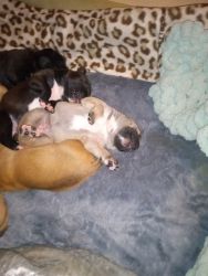 Pit bull mastiff puppies for sale