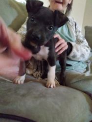Puppy need a good home