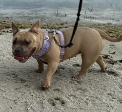 One year old pocket bully