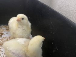 2 weeks old Chick yellow
