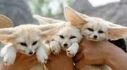 Male and Female Fennec Fox