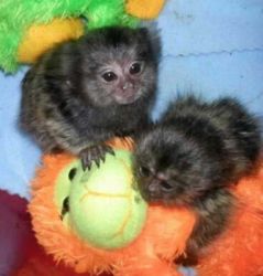 Sweet Face marmoset monkeys for sale. (xxx)xxx-xxxx.Thank