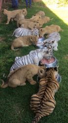 Tiger cubs and cheetahs for sale