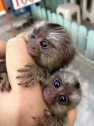 Marmosets for Sale
