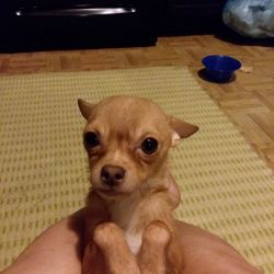 Teacup chihuahua for sale