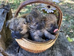 Cairn Terrier Puppies (Toto dogs)