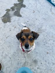 Sassy, 10 Month Female Dachshund-Cairn Terrier mix