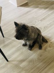 Cairn Terrier for Sale