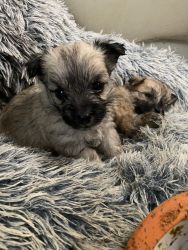 Carin Terrier/Maltese pup for sale!